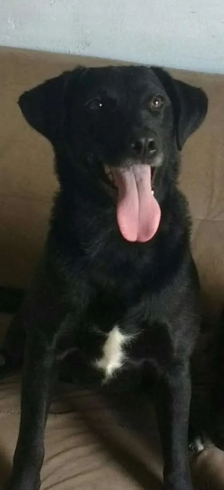 Cachorro ra a Labrador- Belga idade 2 anos nome Mendy