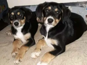 Cachorro raça srd idade 2 a 6 meses nome Rafael&Rafaela
