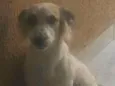 Áquiles