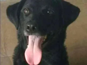 Cachorro raça Labrador- Belga idade 2 anos nome Mendy