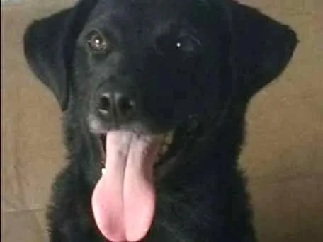 Cachorro ra a Labrador- Belga idade 2 anos nome Mendy