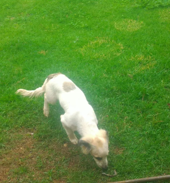Cachorro ra a ilhasa com cofap idade 2 a 6 meses nome Áquiles