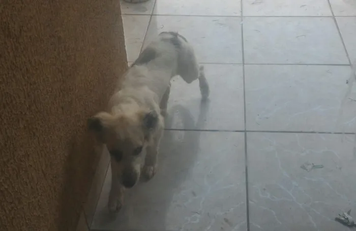 Cachorro ra a ilhasa com cofap idade 2 a 6 meses nome Áquiles