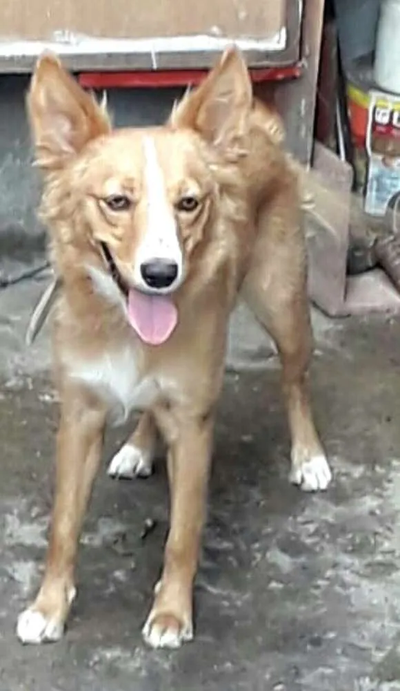 Cachorro ra a  idade 7 a 11 meses nome Polly