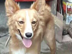 Cachorro raça  idade 7 a 11 meses nome Polly