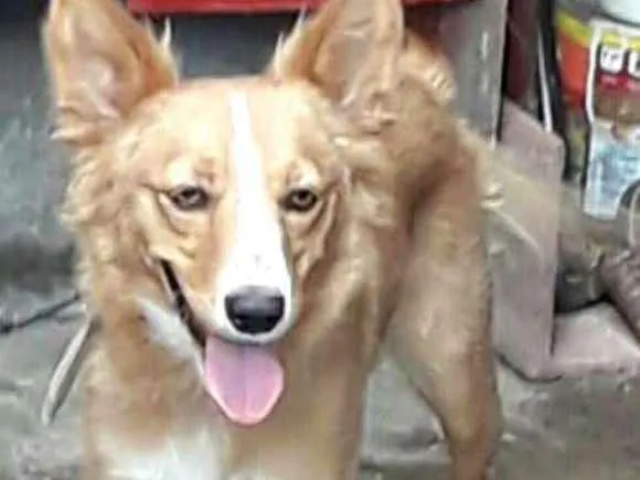 Cachorro ra a  idade 7 a 11 meses nome Polly