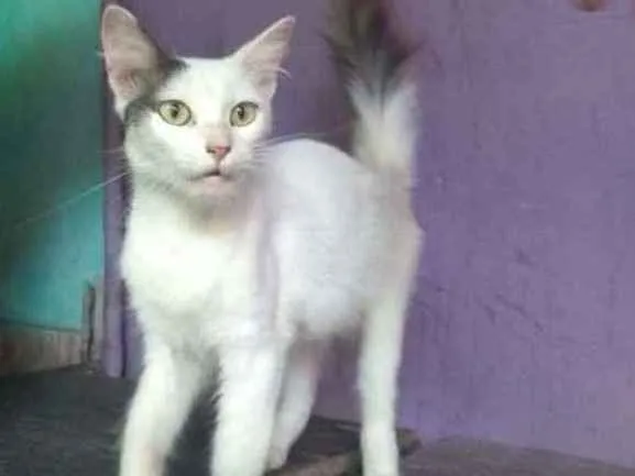 Gato ra a Indefinida idade 2 a 6 meses nome Femeas