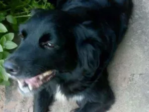 Cachorro raça Vira lata idade 2 a 6 meses nome Neguinha