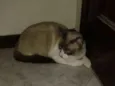 Tom