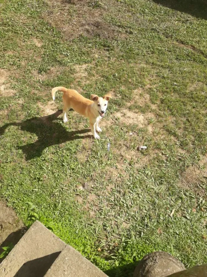 Cachorro ra a vira lata idade 7 a 11 meses nome Mel