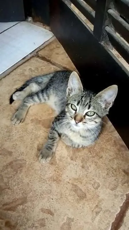 Gato ra a RND idade 2 a 6 meses nome Frajolinha e Tigui