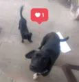 Thor e Lola