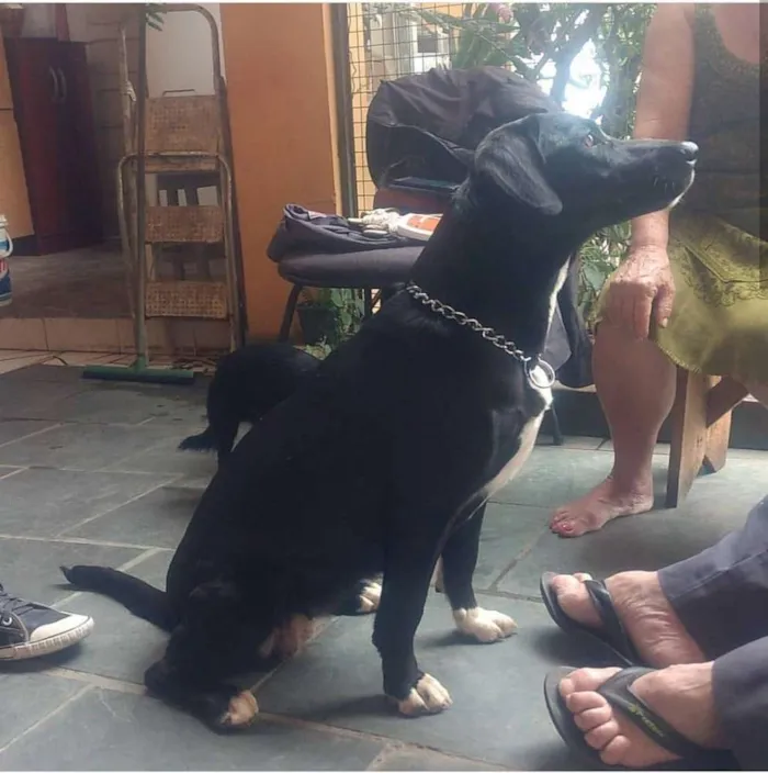 Cachorro ra a Srd idade 3 anos nome Thor e Lola