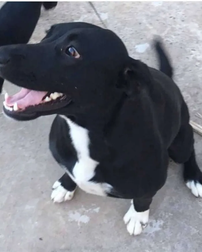 Cachorro ra a Srd idade 3 anos nome Thor e Lola