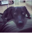 Thor e Lola