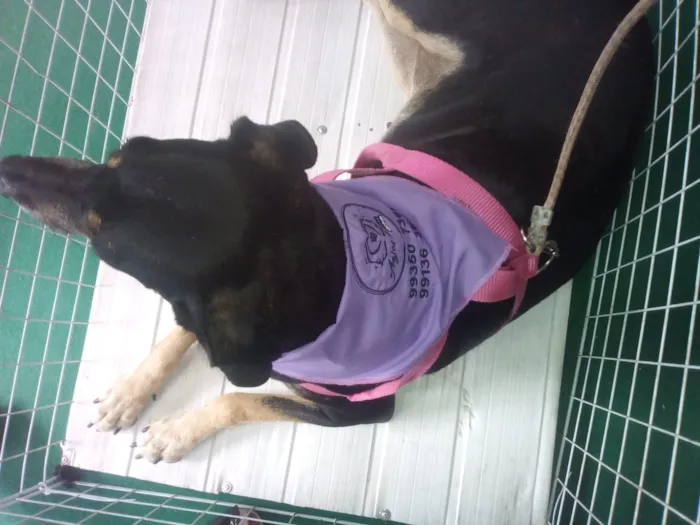 Cachorro raça RND idade 5 anos nome Negona