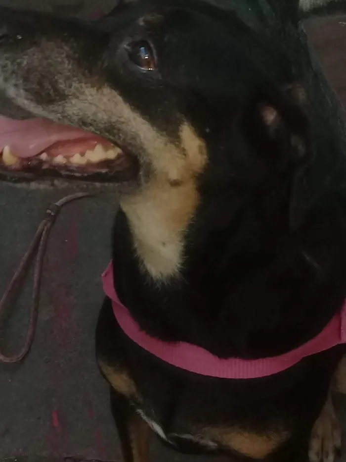 Cachorro raça RND idade 5 anos nome Negona
