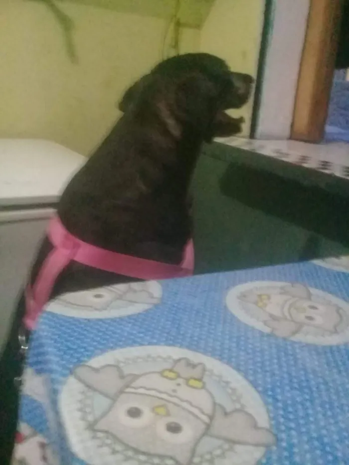 Cachorro raça RND idade 5 anos nome Negona