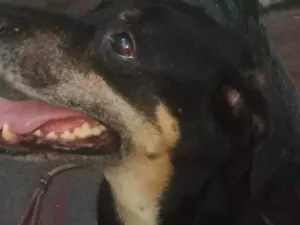 Cachorro raça RND idade 5 anos nome Negona