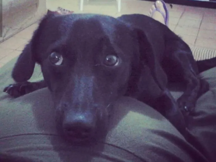 Cachorro ra a Srd idade 3 anos nome Thor e Lola