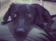 Thor e Lola