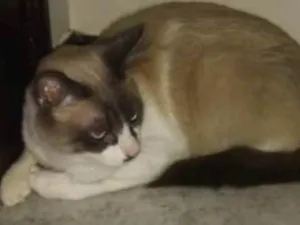 Gato raça Siamês idade 1 ano nome Tom