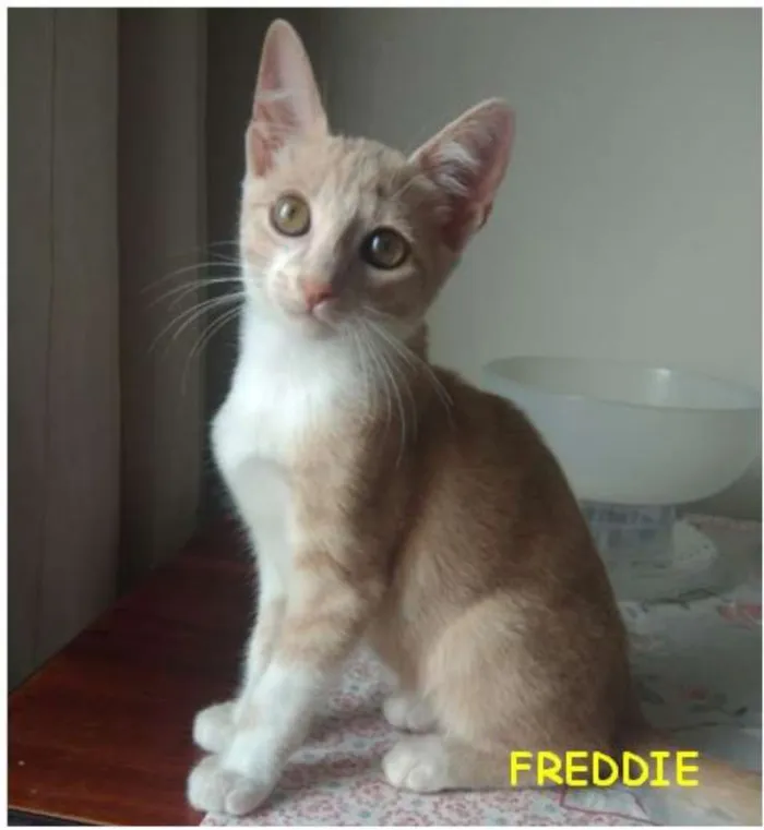 Gato ra a SRD idade 2 a 6 meses nome Freddie