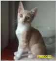 Freddie