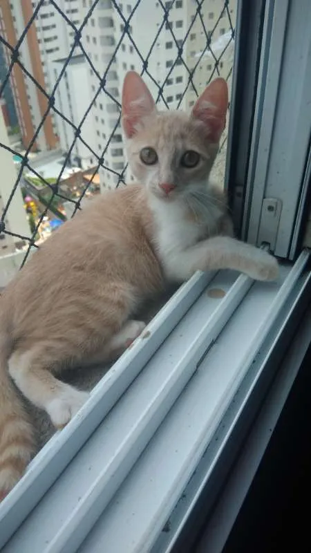 Gato ra a SRD idade 2 a 6 meses nome Freddie