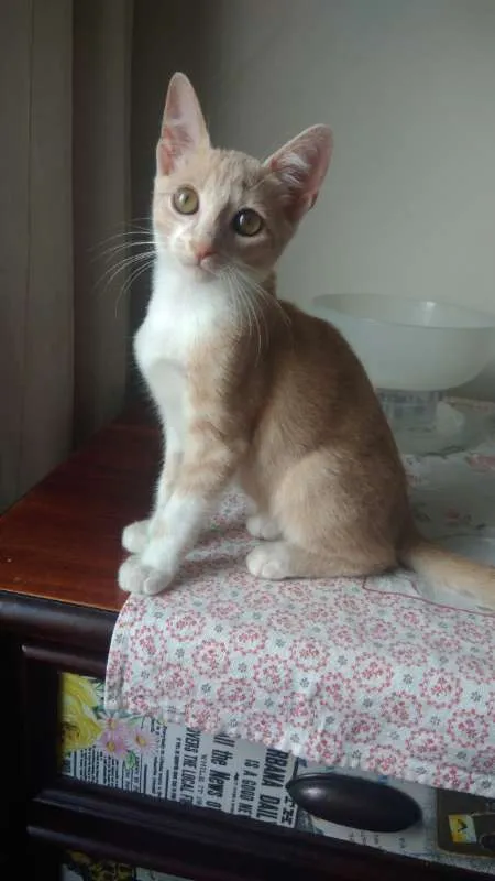 Gato ra a SRD idade 2 a 6 meses nome Freddie