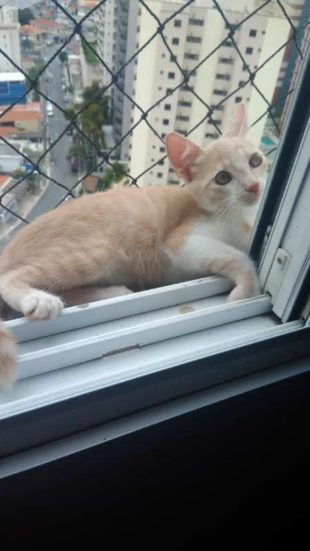 Gato ra a SRD idade 2 a 6 meses nome Freddie