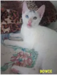 Bowie