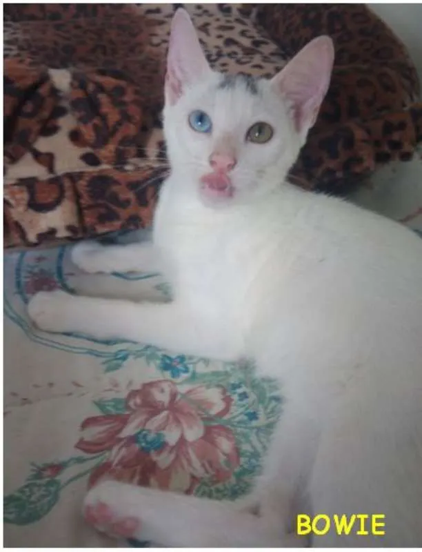 Gato ra a SRD idade 2 a 6 meses nome Bowie