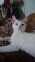 Bowie