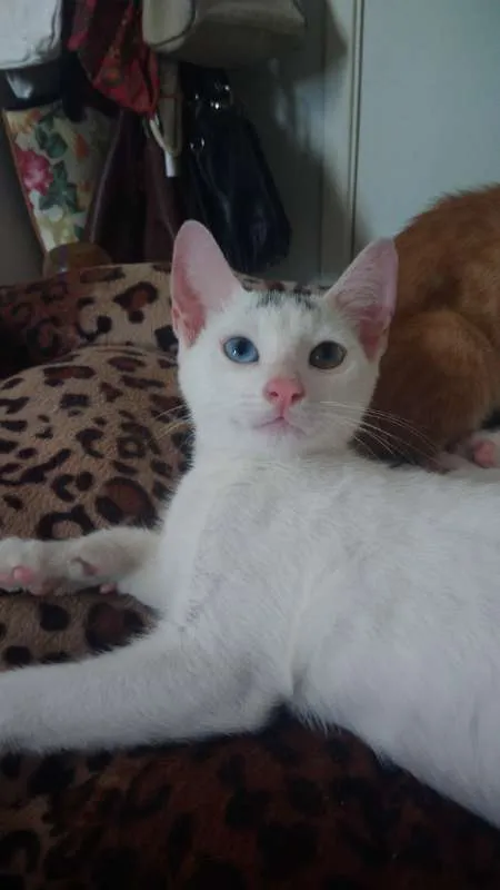 Gato ra a SRD idade 2 a 6 meses nome Bowie