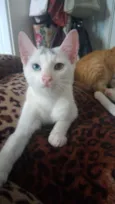 Bowie