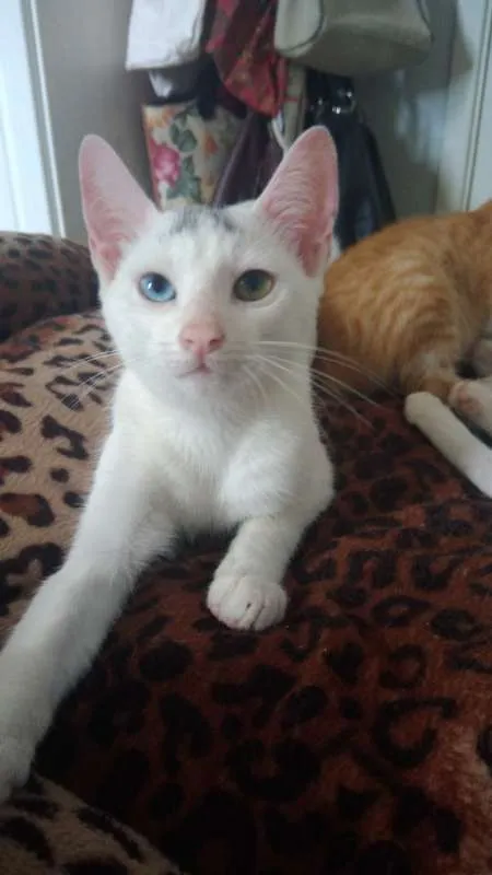 Gato ra a SRD idade 2 a 6 meses nome Bowie