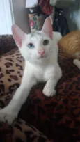 Bowie