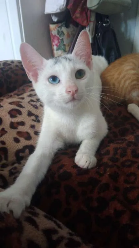 Gato ra a SRD idade 2 a 6 meses nome Bowie