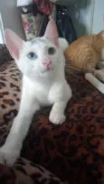 Bowie