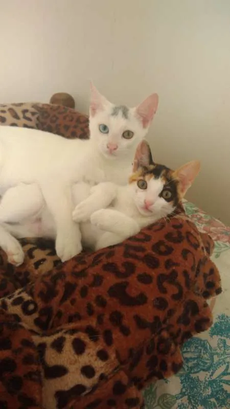 Gato ra a SRD idade 2 a 6 meses nome Bowie