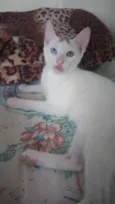 Bowie