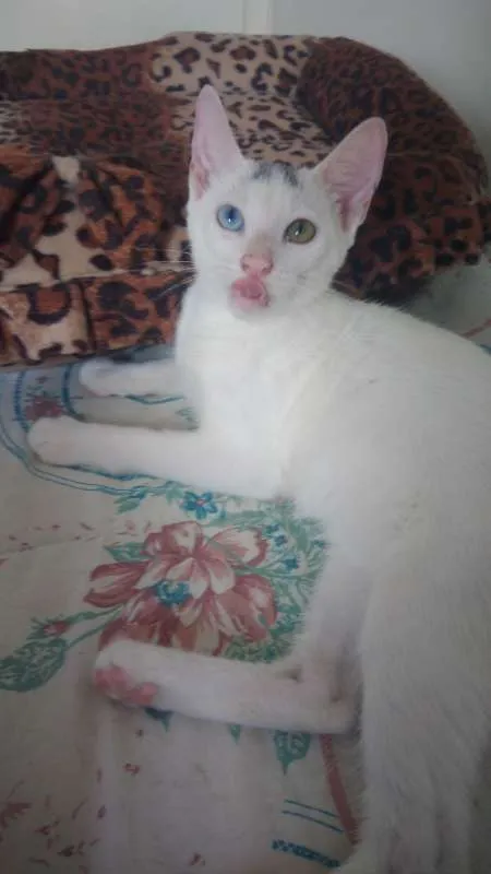 Gato ra a SRD idade 2 a 6 meses nome Bowie