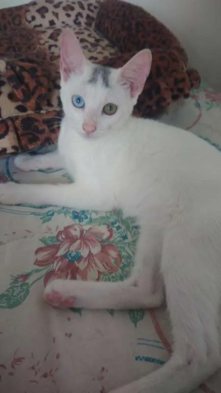 Gato ra a SRD idade 2 a 6 meses nome Bowie