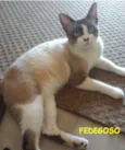 Fedegoso