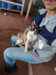 Fedegoso