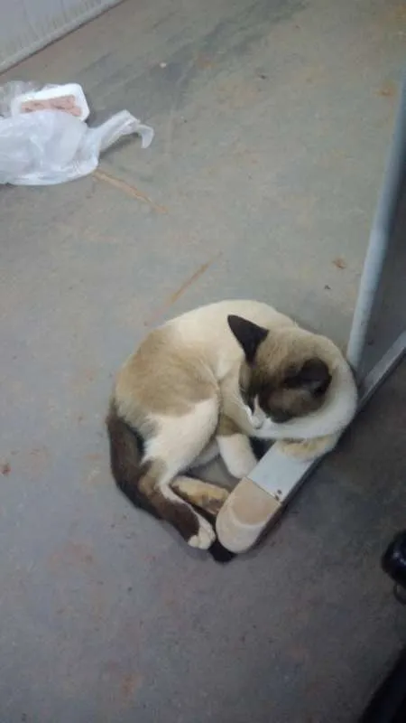Gato ra a SRD idade 3 anos nome Fedegoso