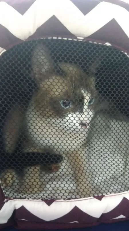 Gato ra a SRD idade 3 anos nome Fedegoso