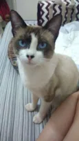 Fedegoso