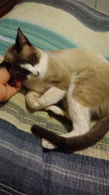 Gato ra a SRD idade 3 anos nome Fedegoso
